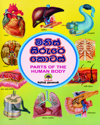 මිනිස් සිරුරේ කොටස්